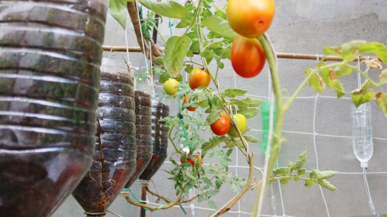 7 plantas que desinflamam a pele e que maioria das pessoas ignora