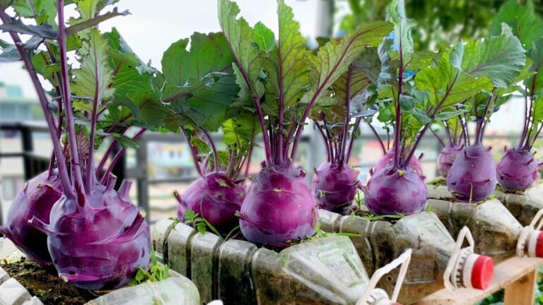 5 ervas comuns que pioram a tua beleza natural sem saberes