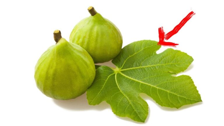 6 plantas que estás a matar na tua horta sem saberes