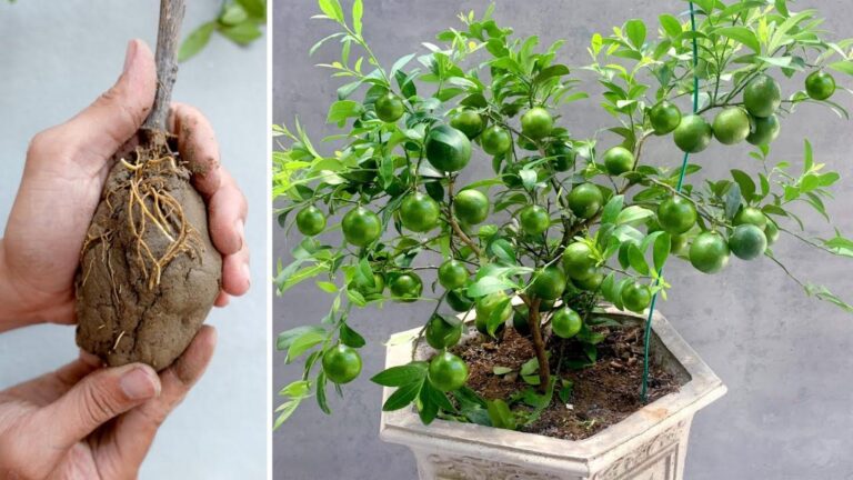 5 plantas que desinflamam a tua pele e que muita gente ainda ignora
