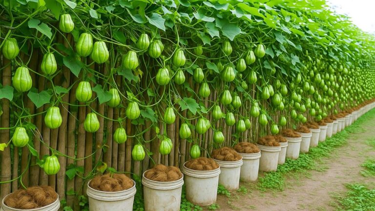5 remédios naturais que pioram a saúde da tua pele sem saberes