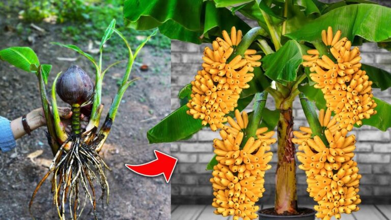5 plantas para a horta que muita gente ainda ignora e que funcionam mesmo