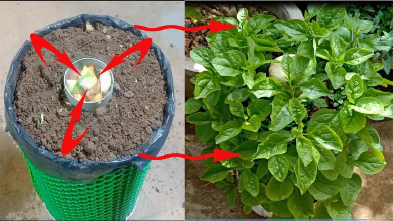 5 plantas que estás a matar na tua horta sem saberes