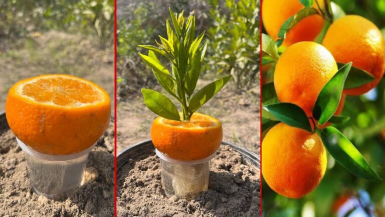 6 plantas que estás a matar na tua horta sem saberes
