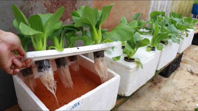 5 plantas que estás a matar no teu jardim sem saberes