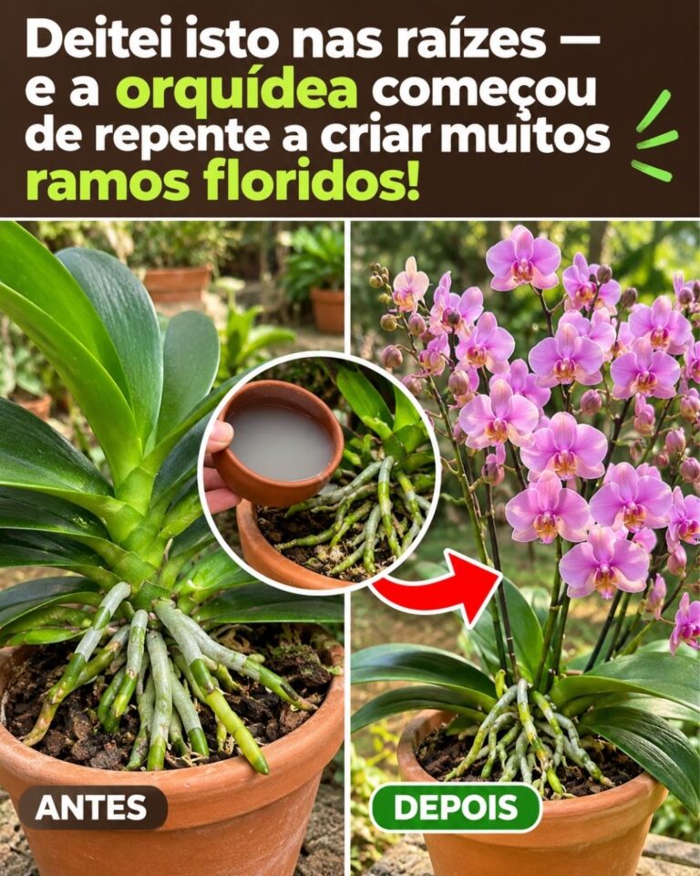 Deitei isto nas raízes — e a orquídea começou de repente a criar muitos ramos floridos