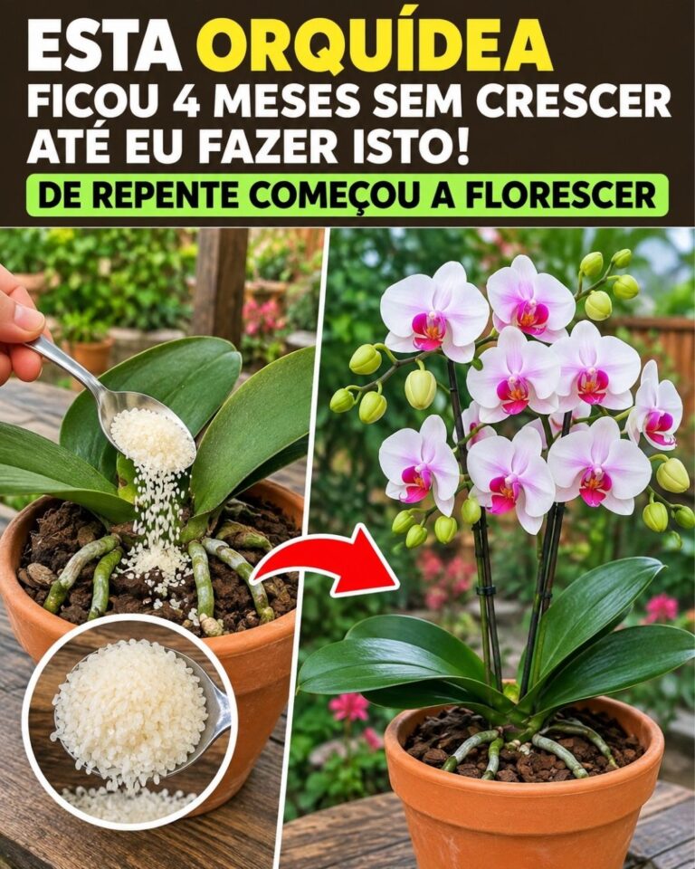 Esta orquídea ficou 4 meses sem crescer até eu fazer isto❗️De repente começou a