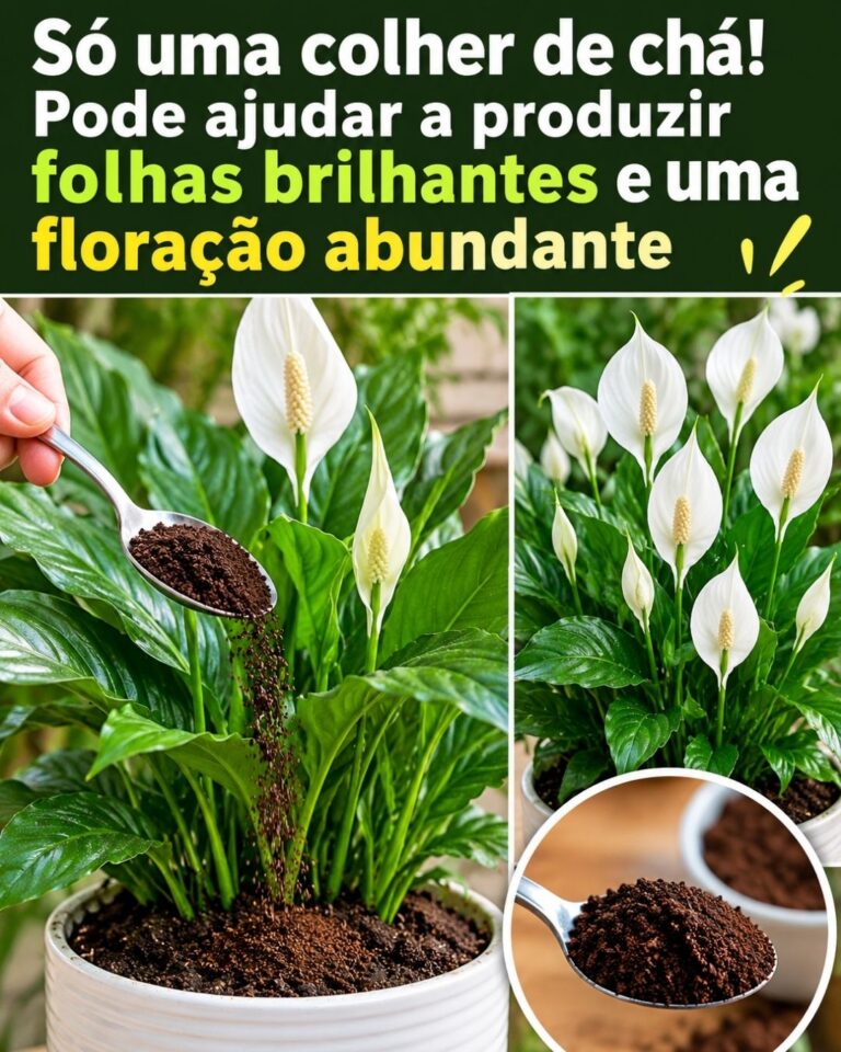 Só uma colher de chá! Pode ajudar a produzir folhas brilhantes e uma floração abundante