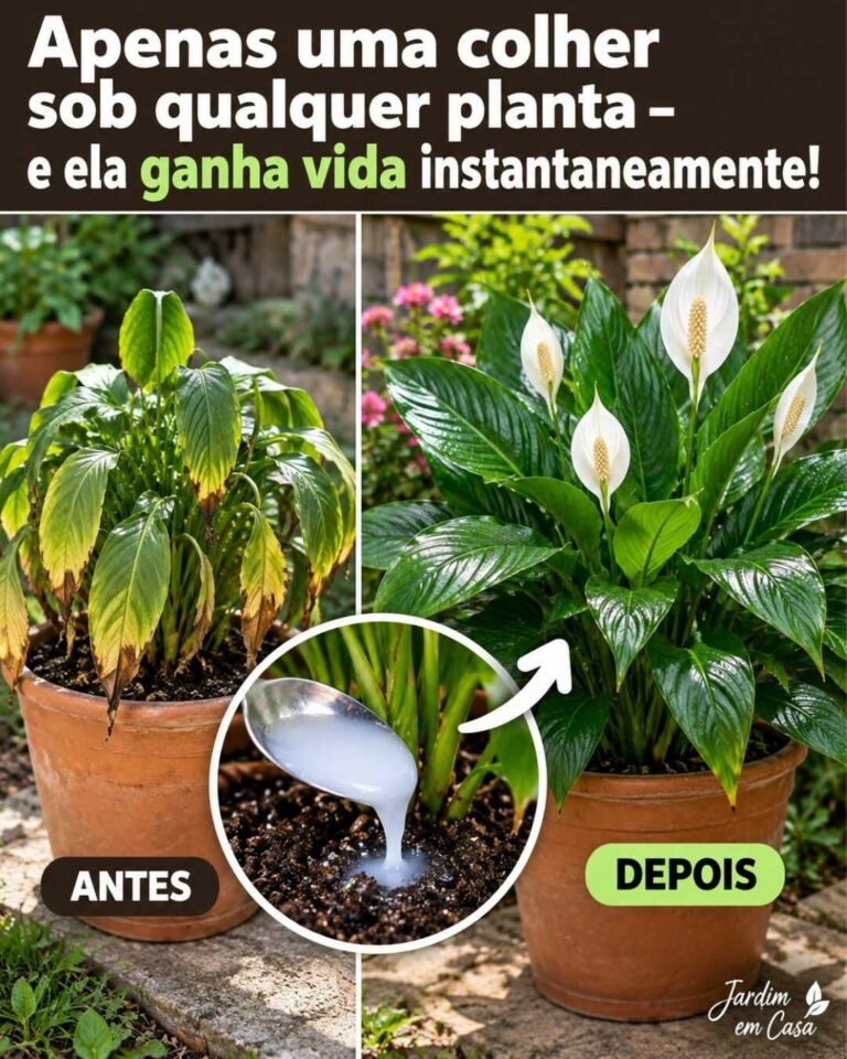 Apenas uma colher sob a planta — e ela pode começar a recuperar rapidamente