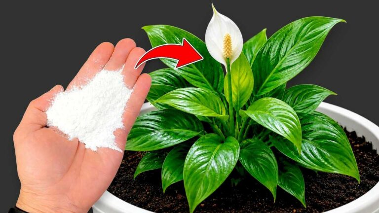 Gostava de ter sabido isto antes — só uma chávena pode ajudar qualquer planta a florescer abundantemente
