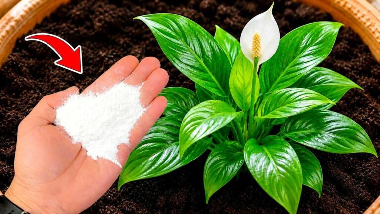 O meu lírio-da-paz não florescia… até eu experimentar este método