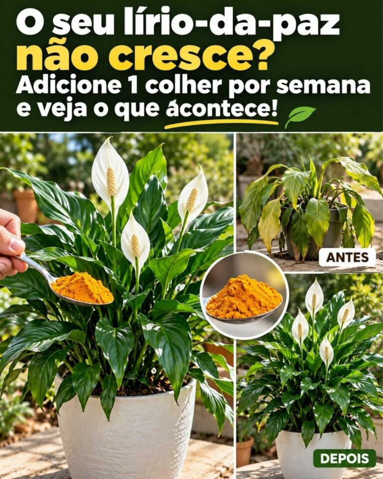 O seu lírio-da-paz não cresce? Adicione 1 colher por semana e observe a mudança