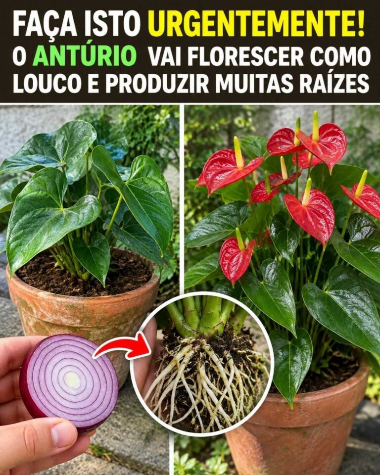 Faça isto agora! O antúrio pode florescer muito e criar novas raízes