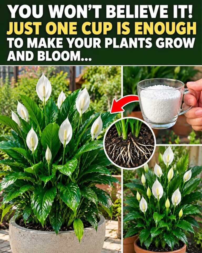 🌸 Vai surpreender-se! Apenas uma chávena pode ajudar as plantas a crescer e florescer melhor