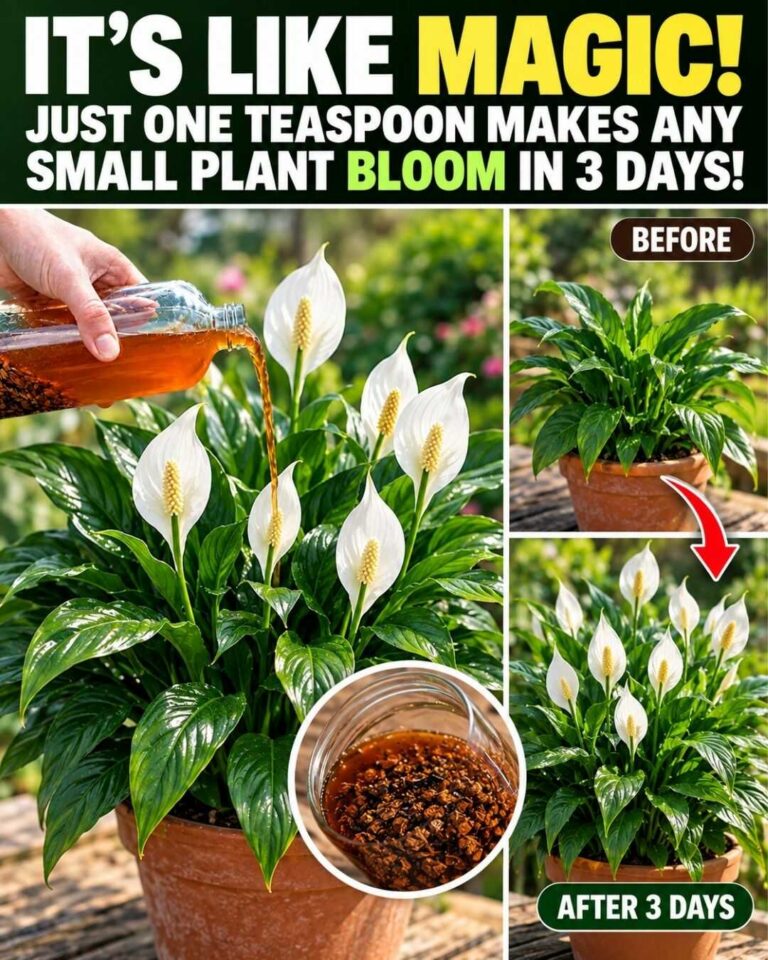 🌸 Parece magia! Apenas 1 colher de chá pode ajudar uma pequena planta a florescer em 3 dias