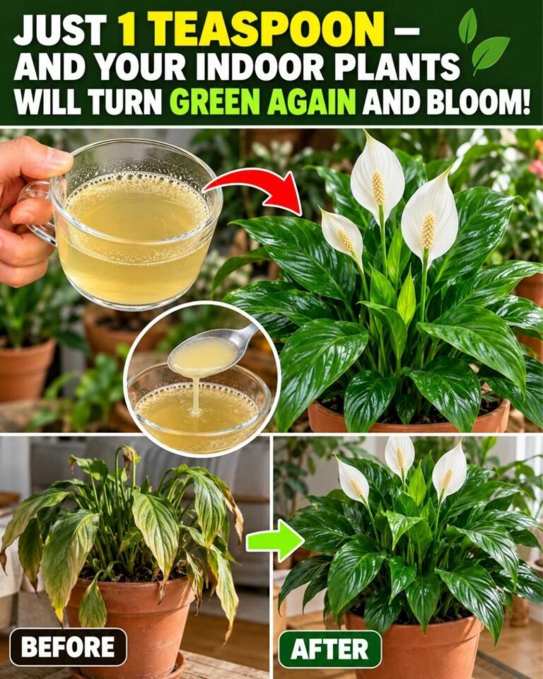 Só 1 colher de chá para qualquer flor de interior — pode voltar a ficar verde e florescer