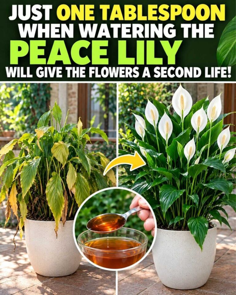 🌸 Uma colher ao regar o lírio-da-paz pode dar uma nova vida às flores