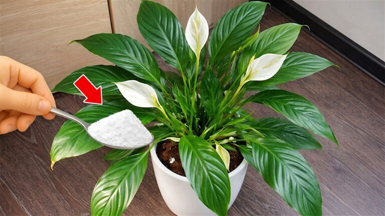 🌸1 colher de chá sob o Spathiphyllum e até uma flor morta ficará verde e florescerá num instante!