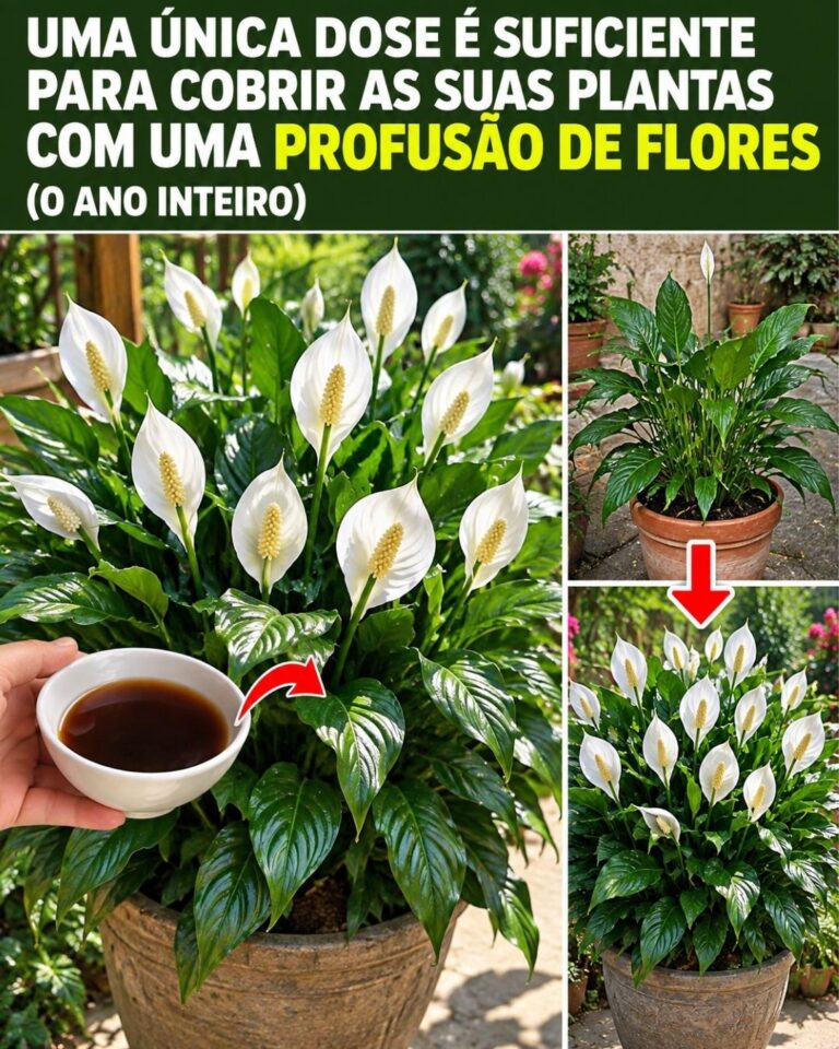 🌸Uma única dose é suficiente para cobrir as suas plantas com uma profusão de flores (o ano inteiro)