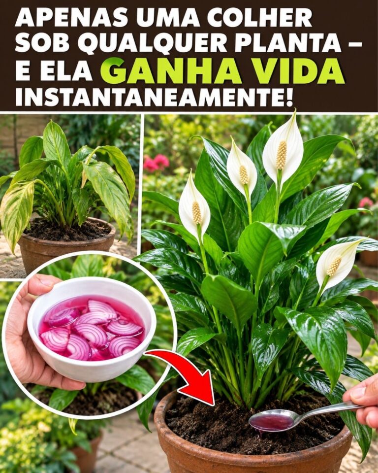 🌸Apenas uma colher sob qualquer planta – e ela ganha vida instantaneamente!