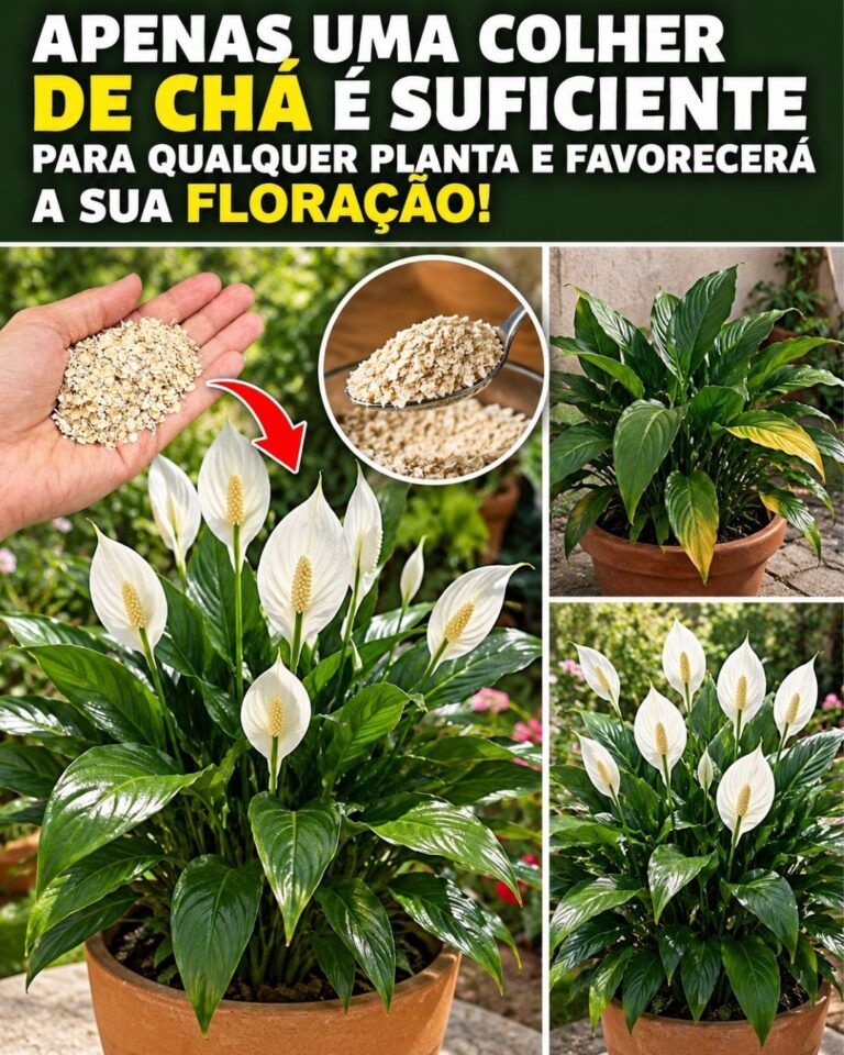 🌸Apenas uma colher de chá é suficiente para qualquer planta e favorecerá a sua floração!