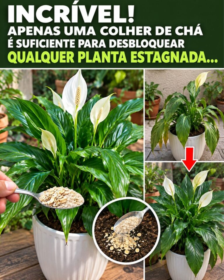 🌸Incrível! Apenas uma colher de chá é suficiente para desbloquear qualquer planta estagnada…