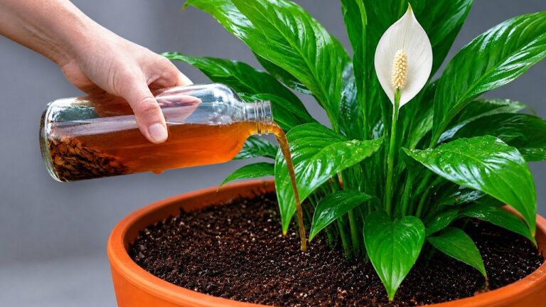 🌸É mágico! Apenas um copo é suficiente para fazer desabrochar uma multidão de flores (todas as plantas).