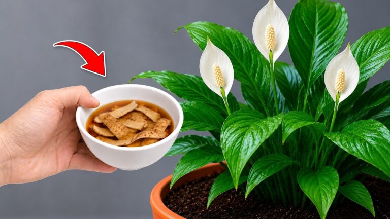 🌸1 chávena por semana! Centenas de flores florescem o ano inteiro sem desvanecer!