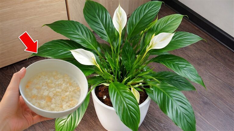 🌸Eu morreria sem saber. Coloque pão nas plantas e faça-as explodir de flores.