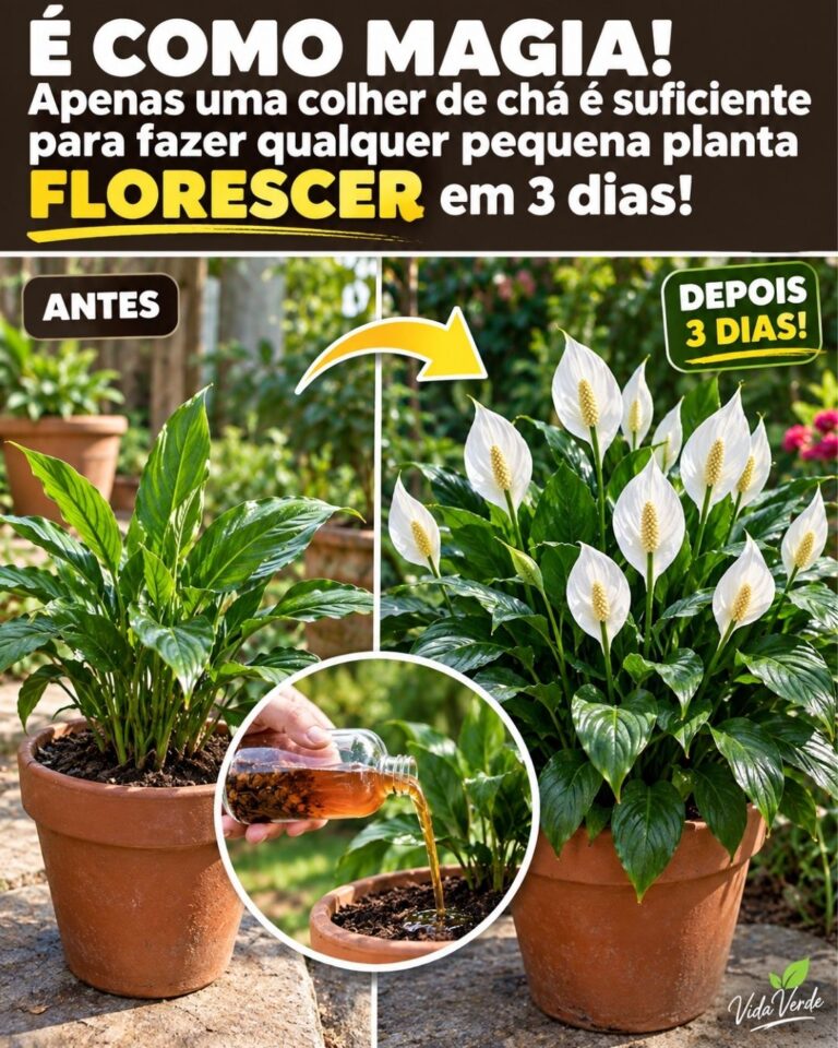 🌸É COMO MAGIA! Apenas uma colher de chá é suficiente para fazer qualquer pequena planta FLORESCER em 3 dias!