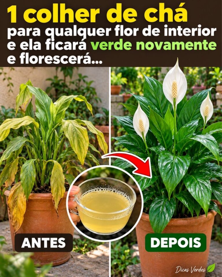 1 colher de chá para qualquer flor de interior e ela ficará verde novamente e florescerá…