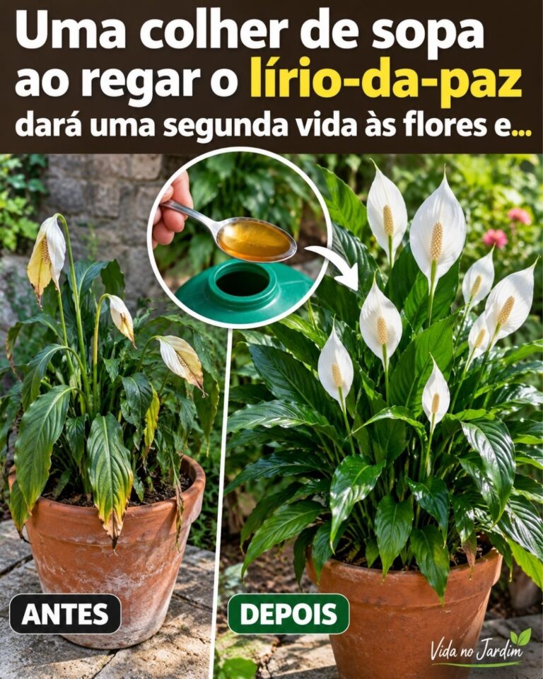 🌸Uma colher de sopa ao regar o lírio-da-paz dará uma segunda vida às flores e…