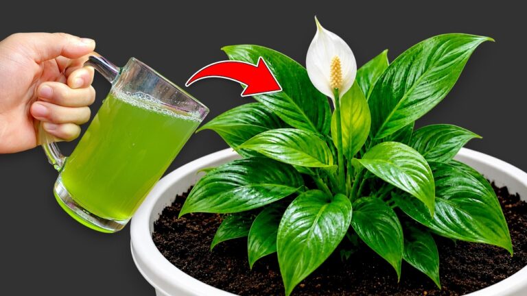 🌸Não desista do seu lírio-da-paz murcho! Um copo de água pode devolvê-lo à vida 🌱
