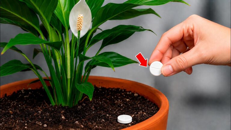 🌸É mágico. Apenas 1 comprimido faz o lírio-da-paz explodir de flores (qualquer planta)