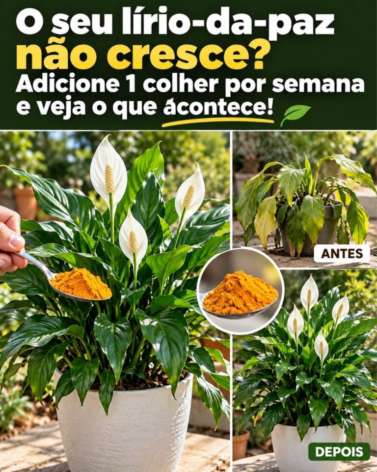 O seu lírio-da-paz não cresce? Adicione 1 colher por semana e veja o que acontece!