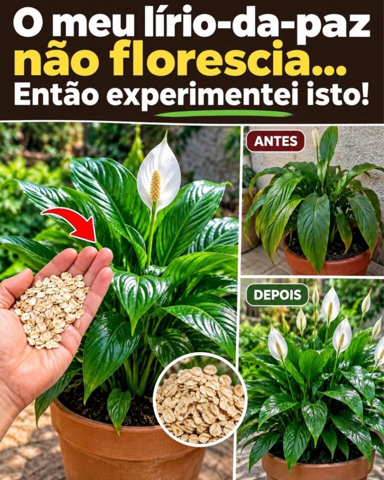 🌸O meu lírio-da-paz não florescia… Então experimentei isto!