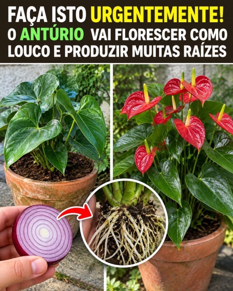 Faça isto urgentemente! O antúrio vai florescer como louco e produzir muitas raízes