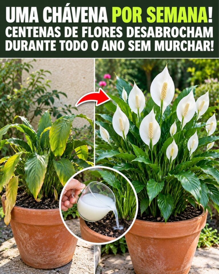 Uma chávena por semana! Centenas de flores desabrocham durante todo o ano sem murchar!