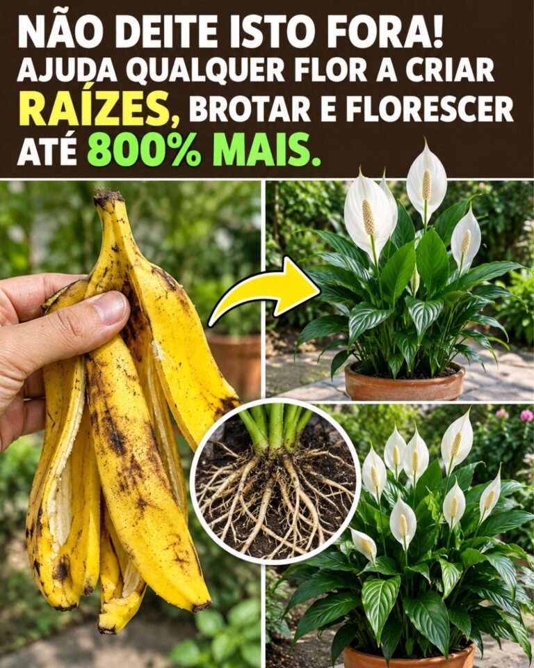 Não deite isto fora! Ajuda qualquer flor a criar raízes, brotar e florescer até 800% mais.