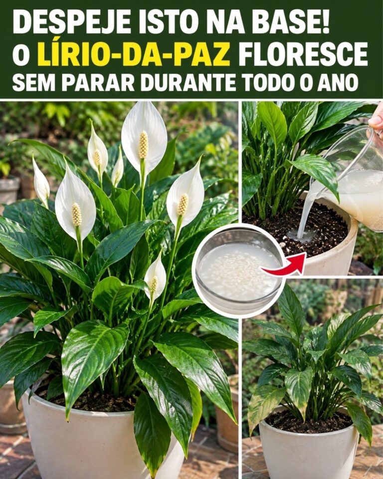 Despeje isto na base! O lírio-da-paz floresce sem parar durante todo o ano