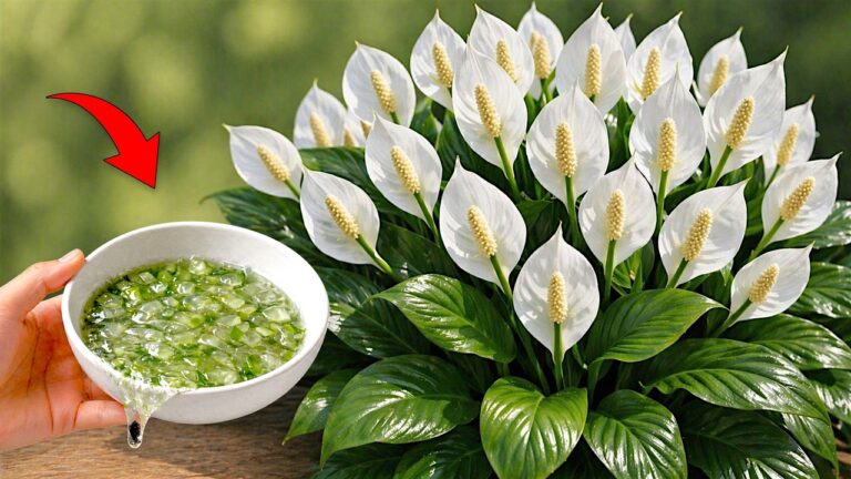 1 garrafa por semana! A orquídea cria raízes e hastes florais durante todo o ano