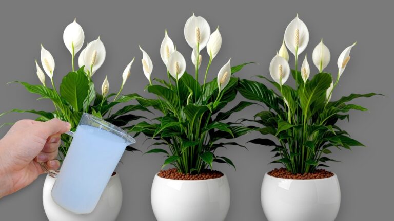 Apenas 1 copo e tantas flores aparecem — já conhecia este truque?