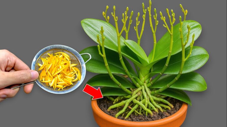 1 colher por semana! A orquídea começa a criar novas raízes e flores ao longo do ano
