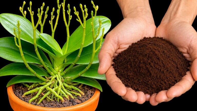 A minha orquídea nunca voltava a florir — agora floresce, e eu já não deito fora as borras de café