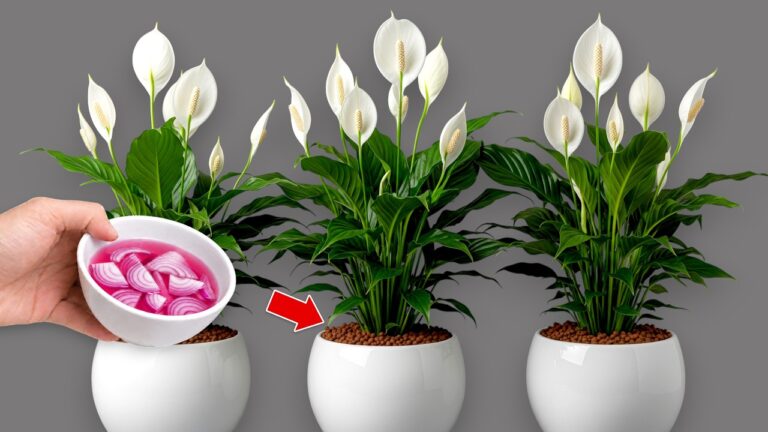 1 chávena por semana! Centenas de flores podem surgir durante todo o ano sem murchar