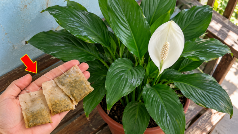Faça este gesto por baixo do seu espatifilo! Favoreça a sua recuperação e o regresso das flores