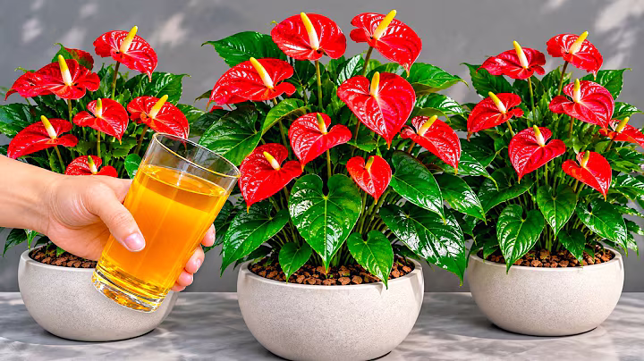 🌸 Basta cúrcuma em pó! O antúrio cresce saudável e floresce o ano inteiro