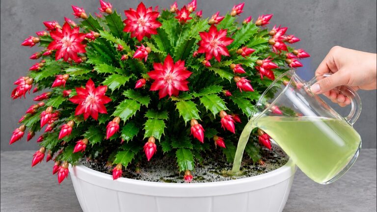 Apenas 1 copo! Faça suas plantas florescerem como LOUCAS!