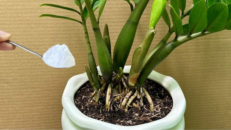 Polvilhe uma colher! De repente, cada planta produz 500% mais brotos novos.