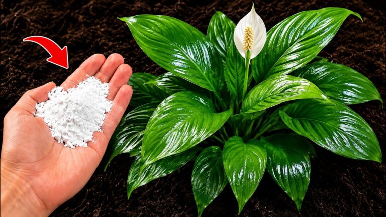 Só 1 Colher Faz Qualquer Planta FLORESCER 10x MAIS RÁPIDO (Truque dos Profissionais)